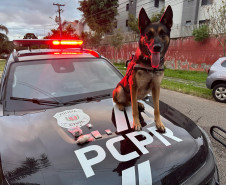 PCPR prende oito em operação contra organização ligada ao tráfico e lavagem de dinheiro