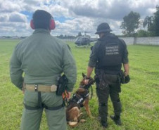 PCPR treina cães farejadores em aeronaves para operações emergência