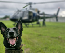PCPR treina cães farejadores em aeronaves para operações emergência 