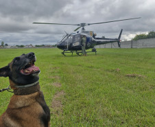 PCPR treina cães farejadores em aeronaves para operações emergência 