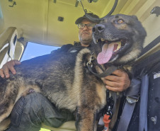 PCPR treina cães farejadores em aeronaves para operações emergência 