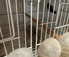 PCPR resgata ao menos 5 mil aves e prende homens por maus tratos aos animais em Arapongas
