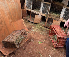 PCPR resgata ao menos 5 mil aves e prende homens por maus tratos aos animais em Arapongas