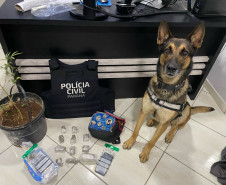 PCPR prende 12 pessoas durante operação em combate ao tráfico de drogas em Guarapuava 