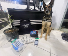 PCPR prende 12 pessoas durante operação em combate ao tráfico de drogas em Guarapuava 