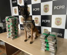 PCPR prende casal em flagrante e apreende 23 quilos de maconha em Céu Azul 