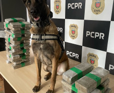 PCPR prende casal em flagrante e apreende 23 quilos de maconha em Céu Azul 