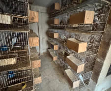 PCPR resgata ao menos 5 mil aves e prende homens por maus tratos aos animais em Arapongas