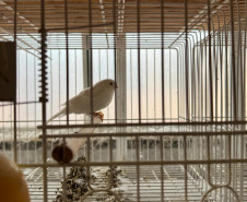 PCPR resgata ao menos 5 mil aves e prende homens por maus tratos aos animais em Arapongas