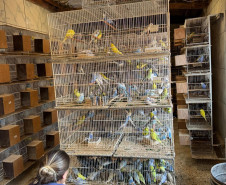 PCPR resgata ao menos 5 mil aves e prende homens por maus tratos aos animais em Arapongas