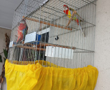 PCPR prende homem em flagrante por maus-tratos a animais na Capital