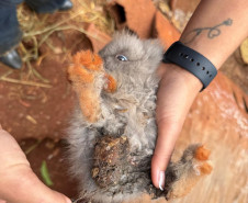 PCPR resgata ao menos 5 mil aves e prende homens por maus tratos aos animais em Arapongas