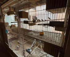 PCPR resgata ao menos 5 mil aves e prende homens por maus tratos aos animais em Arapongas