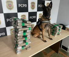 PCPR prende casal em flagrante e apreende 23 quilos de maconha em Céu Azul 