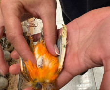 PCPR resgata ao menos 5 mil aves e prende homens por maus tratos aos animais em Arapongas