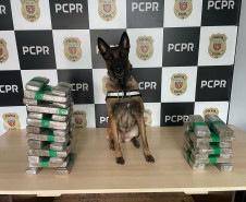 PCPR prende casal em flagrante e apreende 23 quilos de maconha em Céu Azul 