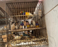 PCPR resgata ao menos 5 mil aves e prende homens por maus tratos aos animais em Arapongas