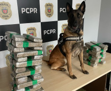 PCPR prende casal em flagrante e apreende 23 quilos de maconha em Céu Azul 