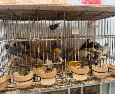 PCPR resgata ao menos 5 mil aves e prende homens por maus tratos aos animais em Arapongas