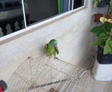 PCPR prende homem em flagrante por maus-tratos a animais na Capital