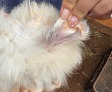 PCPR resgata ao menos 5 mil aves e prende homens por maus tratos aos animais em Arapongas