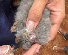 PCPR resgata ao menos 5 mil aves e prende homens por maus tratos aos animais em Arapongas