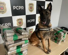 PCPR prende casal em flagrante e apreende 23 quilos de maconha em Céu Azul 