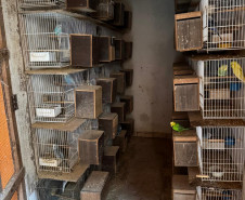 PCPR resgata ao menos 5 mil aves e prende homens por maus tratos aos animais em Arapongas