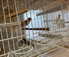 PCPR resgata ao menos 5 mil aves e prende homens por maus tratos aos animais em Arapongas