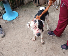 PCPR prende homem em flagrante por maus-tratos a animais na Capital