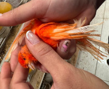 PCPR resgata ao menos 5 mil aves e prende homens por maus tratos aos animais em Arapongas