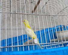 PCPR prende homem em flagrante por maus-tratos a animais na Capital