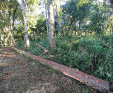PCPR conclui investigação e indicia cinco homens por furto de araucárias e destruição de vegetação nativa em Imbituva