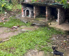 PCPR prende casal e resgata animais em situação de maus-tratos em canil clandestino em Antonina