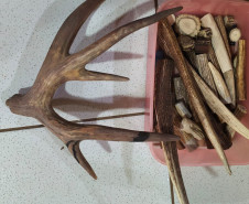 PCPR e PMPR prendem homem em flagrante pela caça de animais silvestres e porte de arma de fogo em Cianorte 