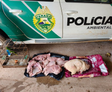 PCPR e PMPR prendem homem em flagrante pela caça de animais silvestres e porte de arma de fogo em Cianorte 
