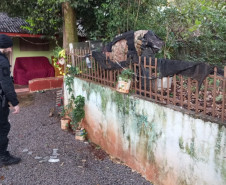 PCPR prende dois homens e apreende um adolescente em Dois Vizinhos