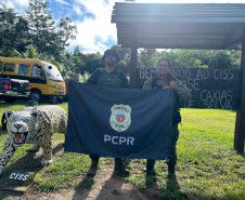 Policial civil recebe treinamento de sobrevivência na selva em Oriximiná, no Pará 