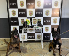 PCPR e PMPR prendem dois homens em flagrante durante operação em Pérola