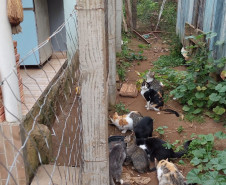 PCPR indicia dois homens pelo crime de maus tratos contra animais em Teixeira Soares