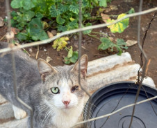 PCPR indicia dois homens pelo crime de maus tratos contra animais em Teixeira Soares