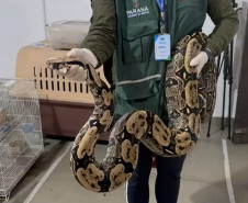 PCPR prende 16 e resgata 1 mil animais em operação contra tráfico internacional de espécies