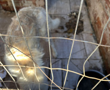PCPR prende homem em flagrante por maus-tratos a um cão em Dois Vizinhos 