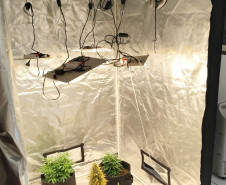 PCPR apreende três pés de maconha em residência de Rolândia