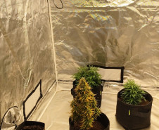 PCPR apreende três pés de maconha em residência de Rolândia