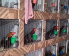 PCPR realiza operação contra organização criminosa que comercializa toxina botulínica falsa em Lapa