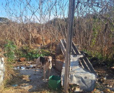 PCPR resgata onze cachorro em situação de maus tratos em Piraí do Sul