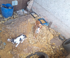 PCPR resgata onze cachorro em situação de maus tratos em Piraí do Sul
