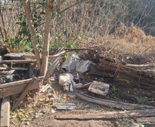 PCPR resgata onze cachorro em situação de maus tratos em Piraí do Sul