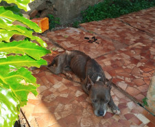 PCPR resgata quatro cães vítimas de maus-tratos em Francisco Beltrão